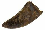 Serrated, Tyrannosaur Tooth - Judith River Formation, Montana #114005-1